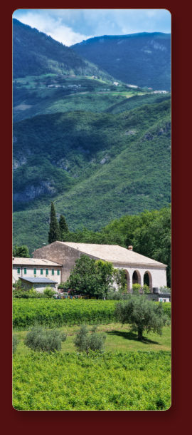 Azienda Vinicola Vini Spumanti DOC Antico Fenilon